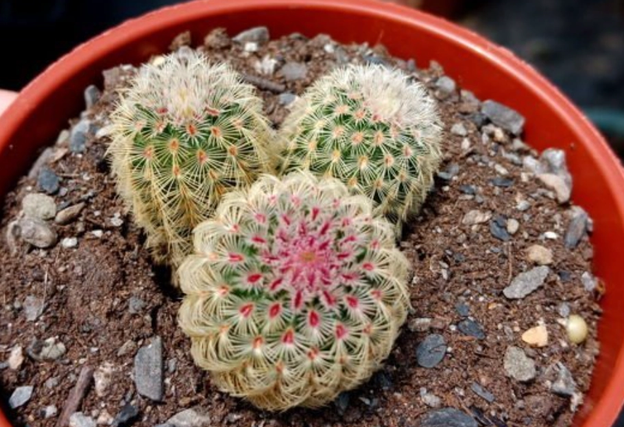 仙人掌光照需求 仙人掌光照需求