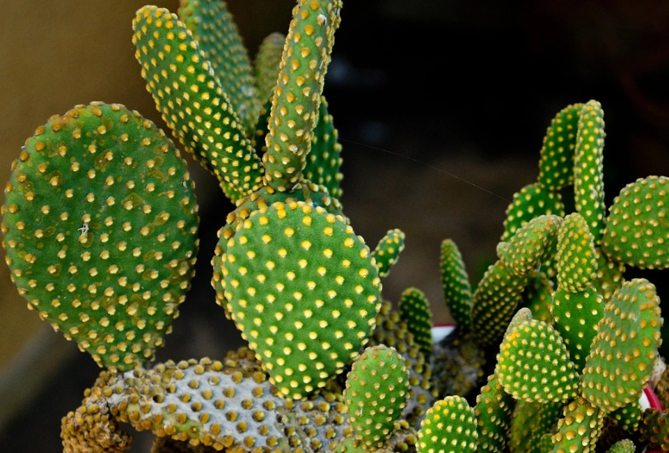 仙人掌 澆水 頻率 仙人掌 澆水 頻率