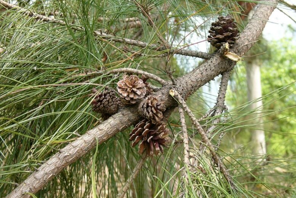 二葉松可以吃嗎 二葉松可以吃嗎