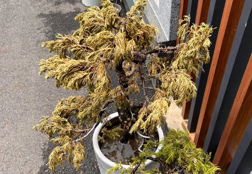 松柏變黃怎麼辦