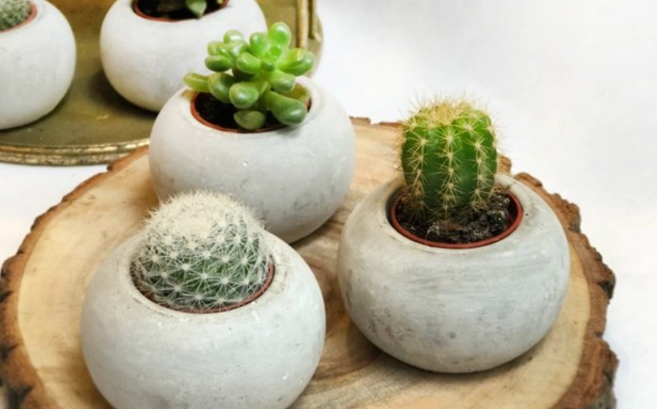 仙人掌 多久 澆水 一次 仙人掌 多久 澆水 一次