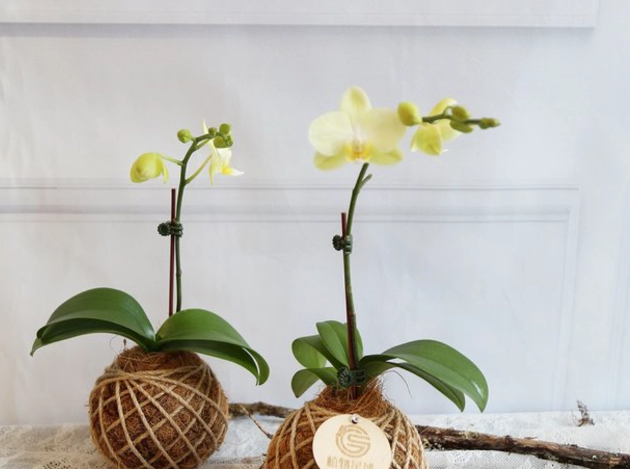 水苔球 製作 水苔球 製作