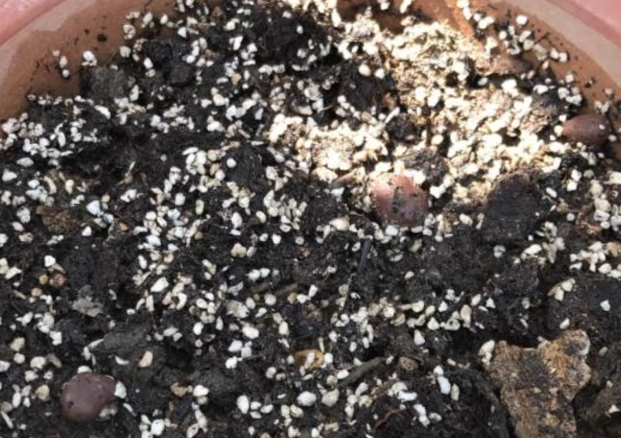 盆栽土壤白色顆粒