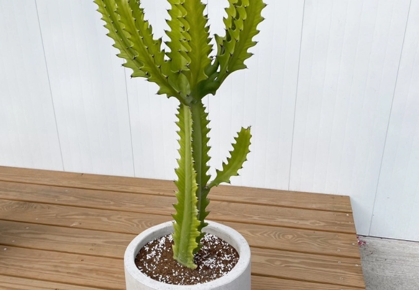 仙人掌 生長速度