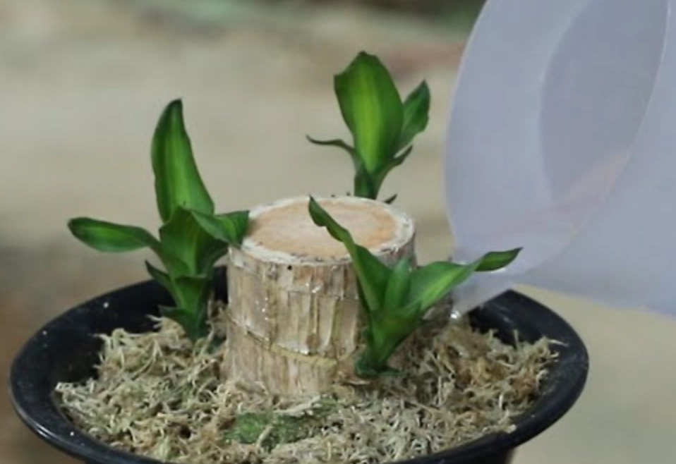 巴西木土種 巴西木土種