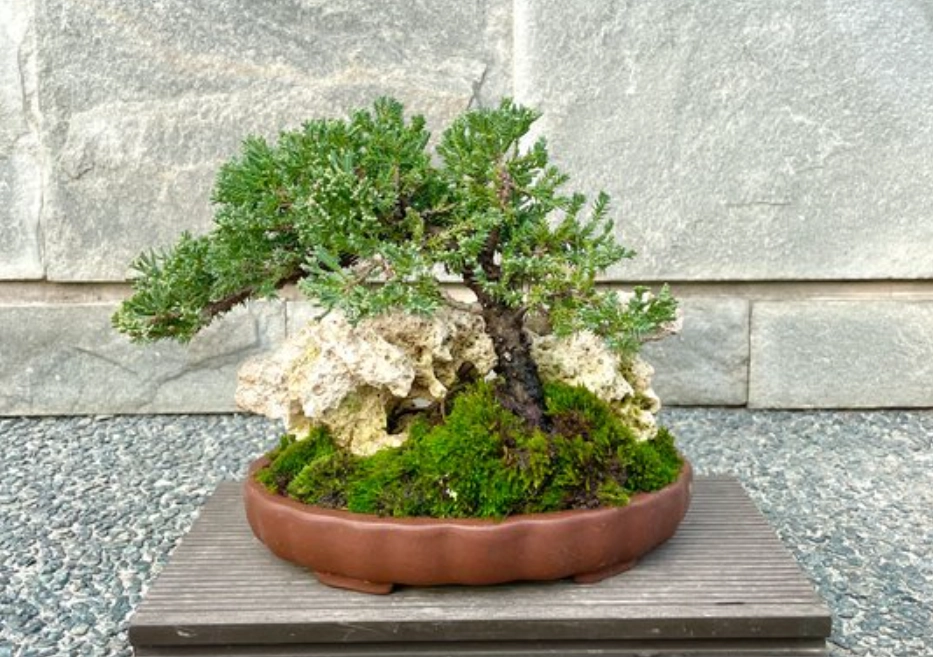 柏樹盆栽風水 柏樹盆栽風水