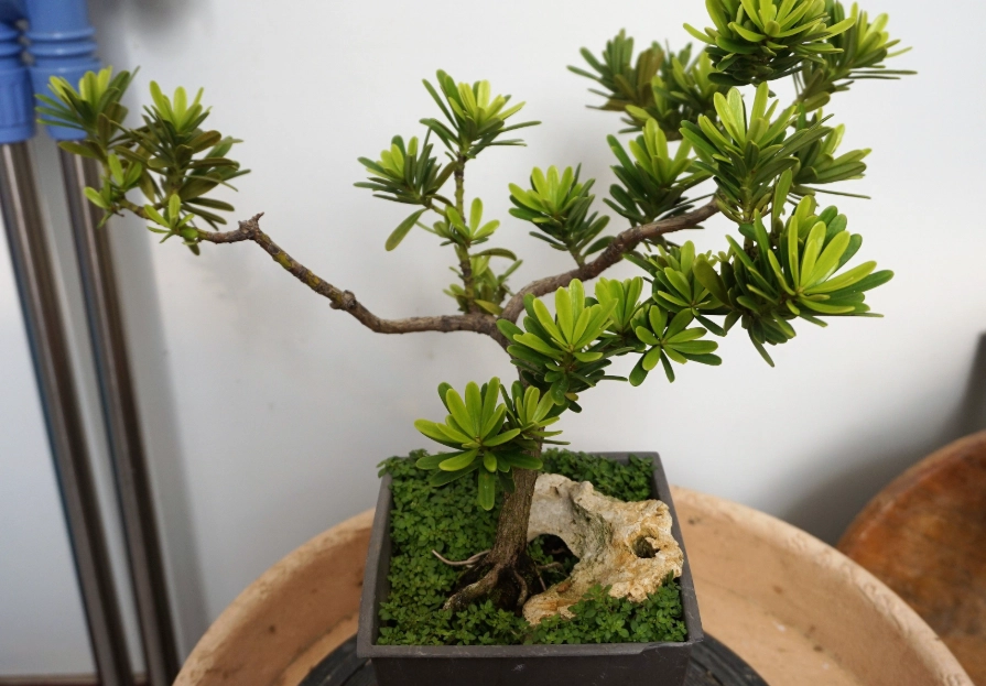 室內羅漢松養護