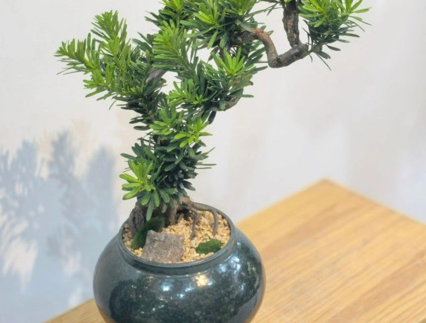 室內羅漢松養護