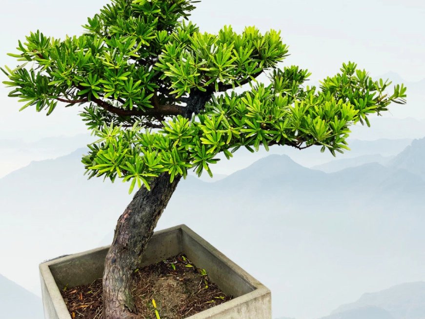 室內羅漢松養護