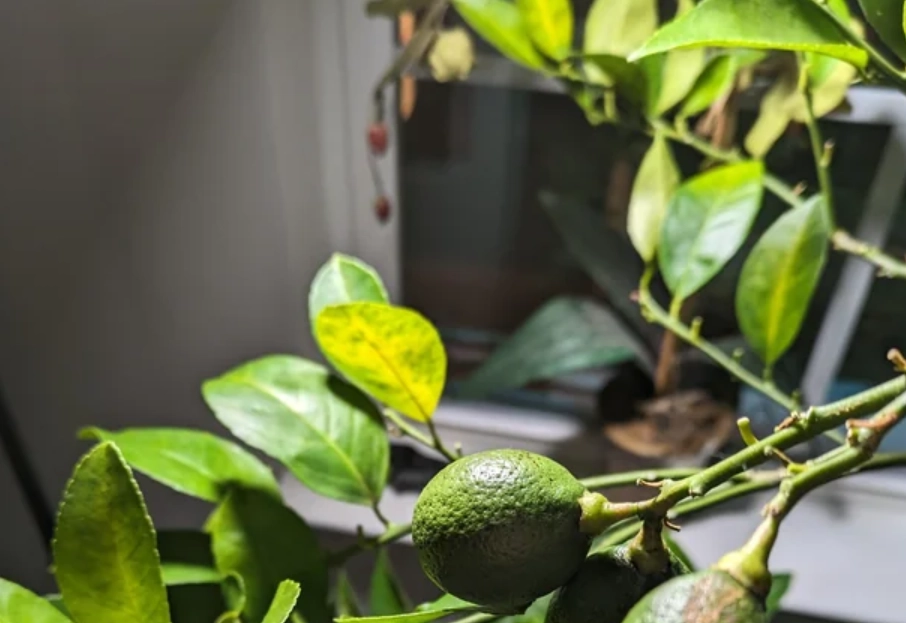 金吉黃葉 時間 金吉黃葉 時間