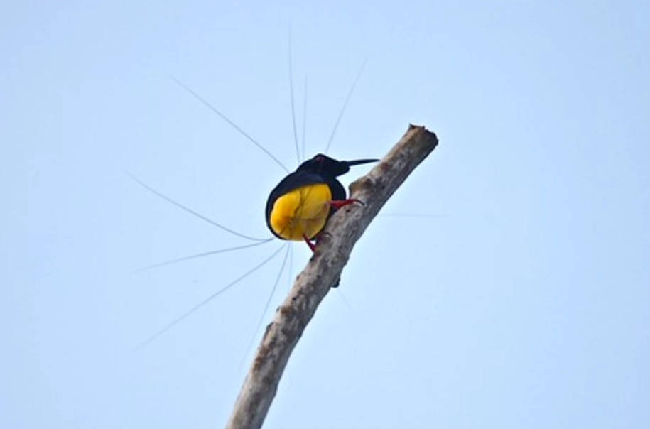十二線天堂鳥 觀察 十二線天堂鳥 觀察