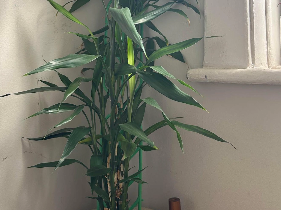 開運竹長太高處理