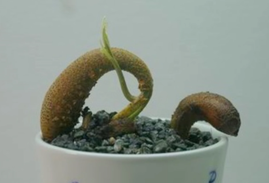 榴槤種子盆栽教學 榴槤種子盆栽教學