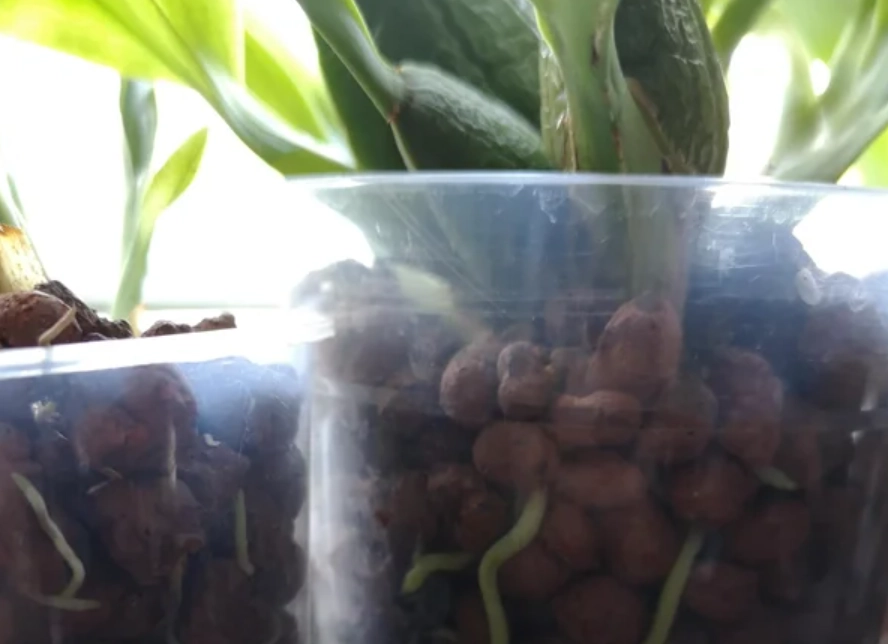 半水耕 蝴蝶蘭 半水耕 蝴蝶蘭