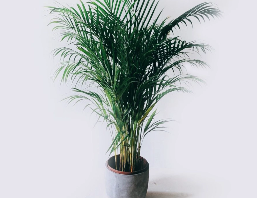 黄椰子病虫害 黄椰子病虫害