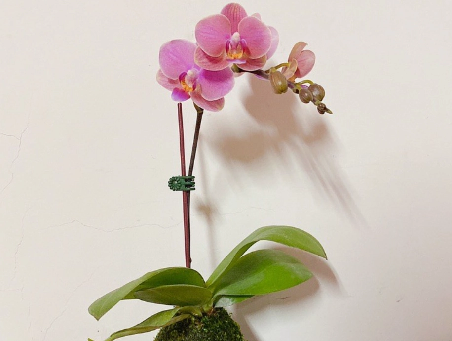 水苔球 製作 水苔球 製作