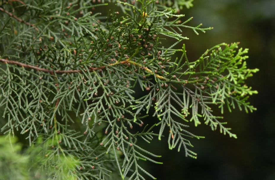側柏扁柏怎麼分
