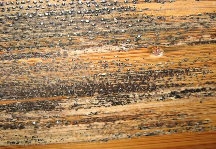 木頭除霉方法 木頭除霉方法