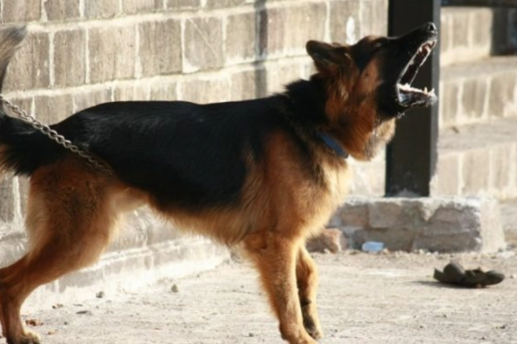 夢見狗叫周公解夢 夢見狗叫周公解夢