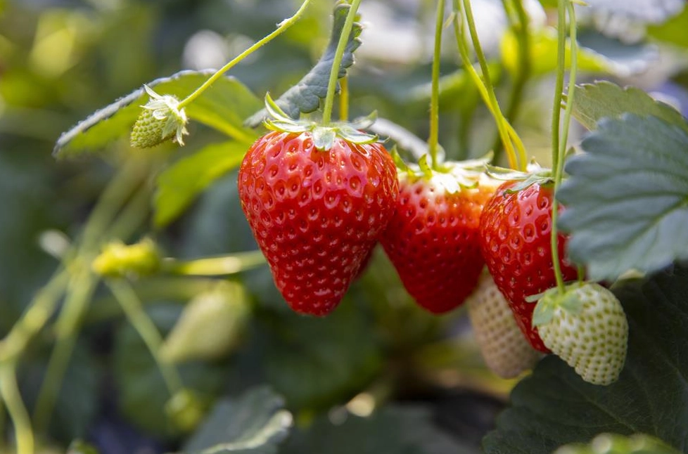 大湖草莓採摘 大湖草莓採摘