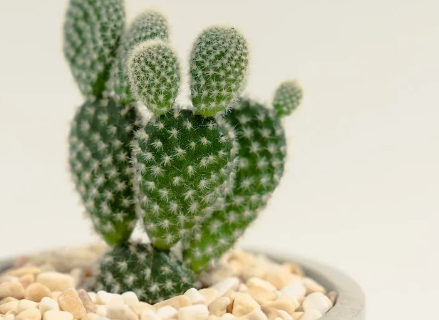 仙人掌 澆水 頻率 仙人掌 澆水 頻率