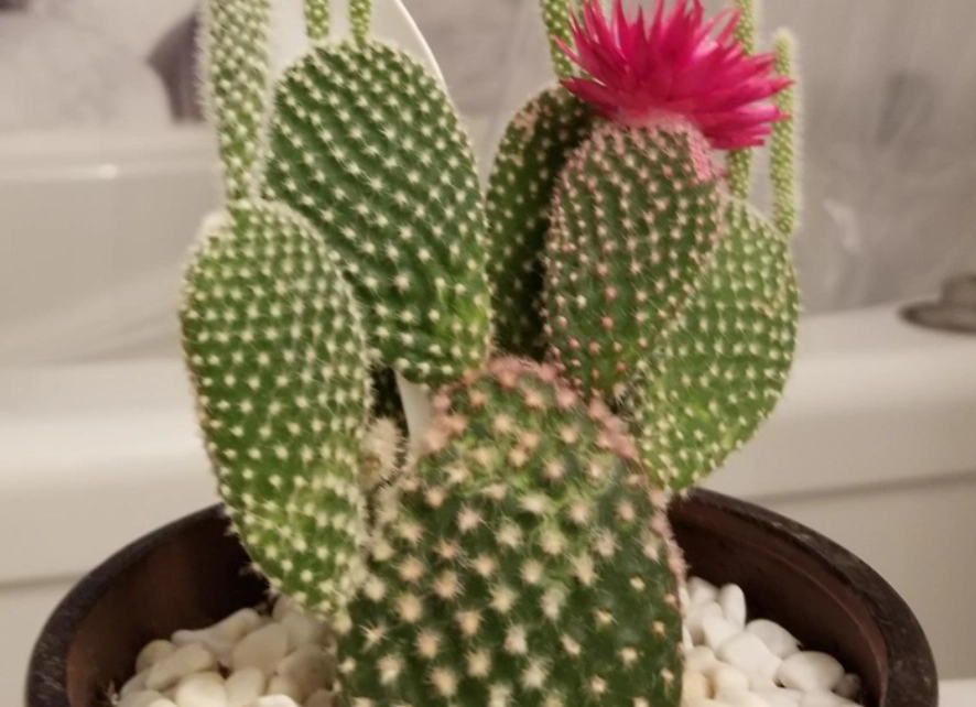 多肉植物 澆水 方法 多肉植物 澆水 方法