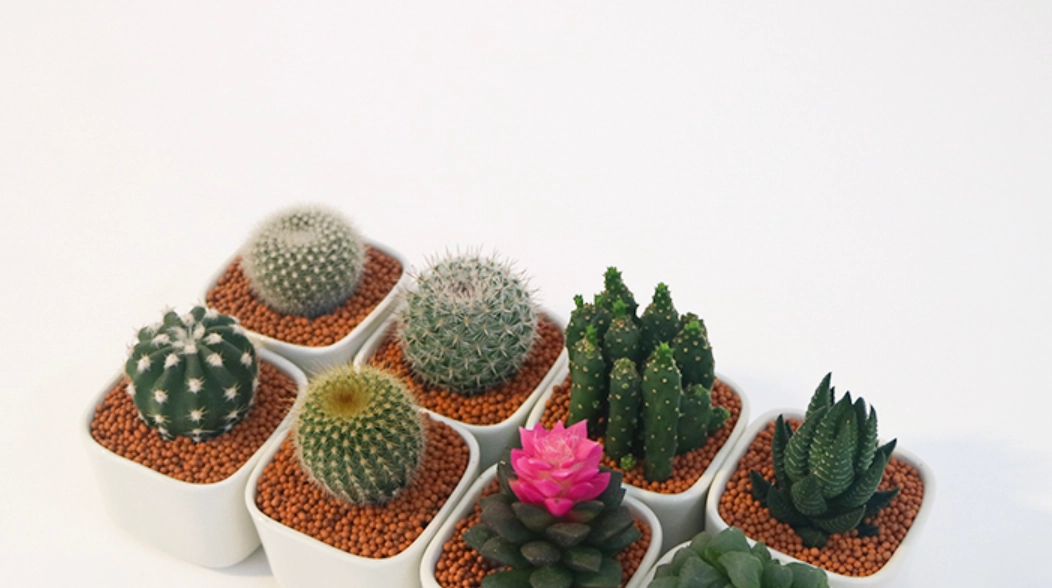 仙人掌 多久 澆水 一次 仙人掌 多久 澆水 一次