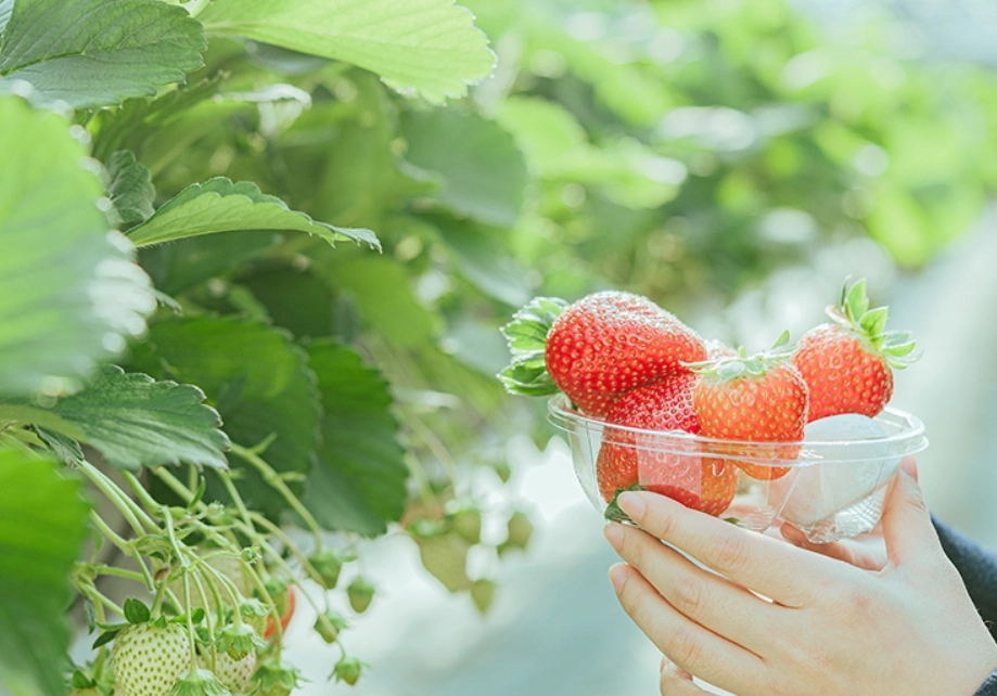 苗栗旅遊 苗栗旅遊