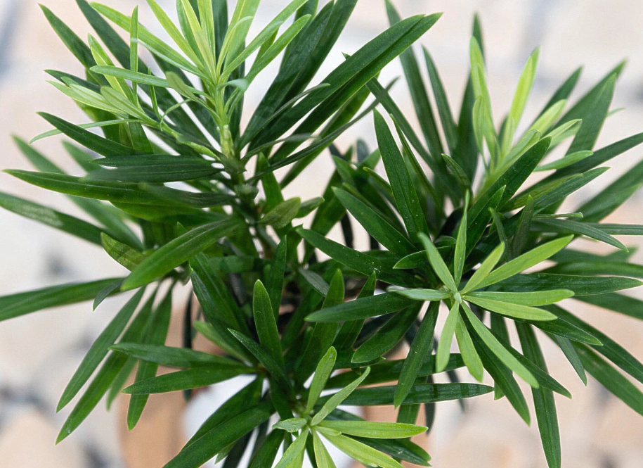 室內羅漢松養護