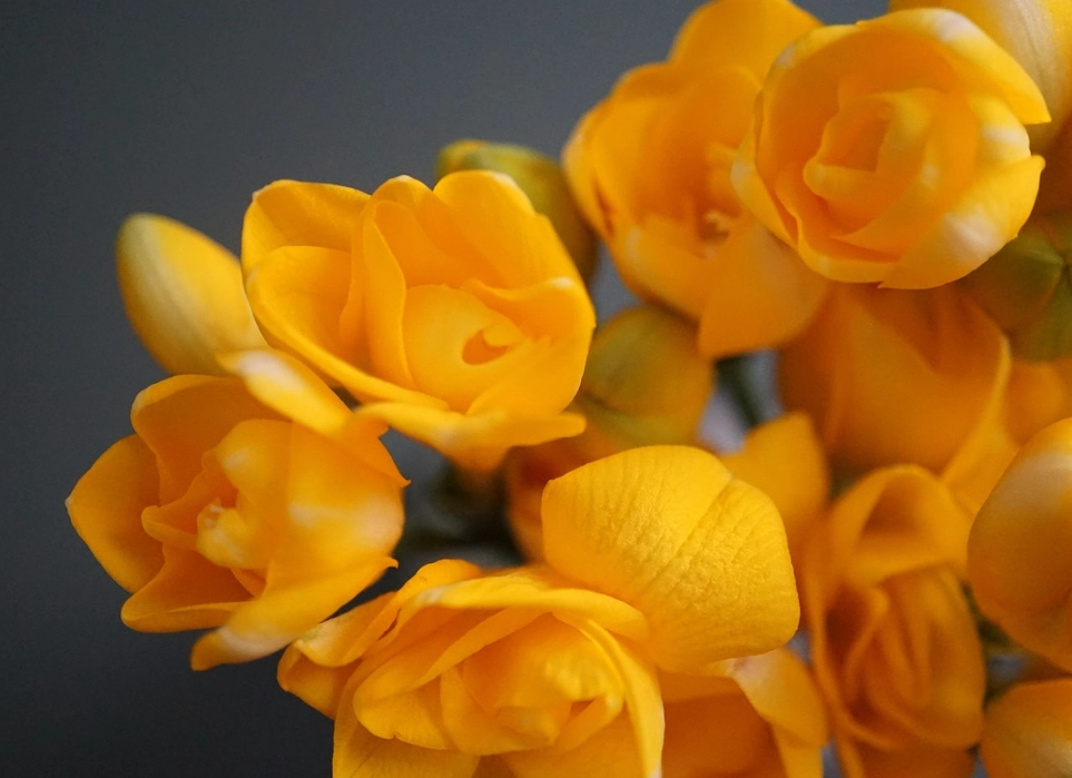 小蒼蘭 黃色 花語 小蒼蘭 黃色 花語