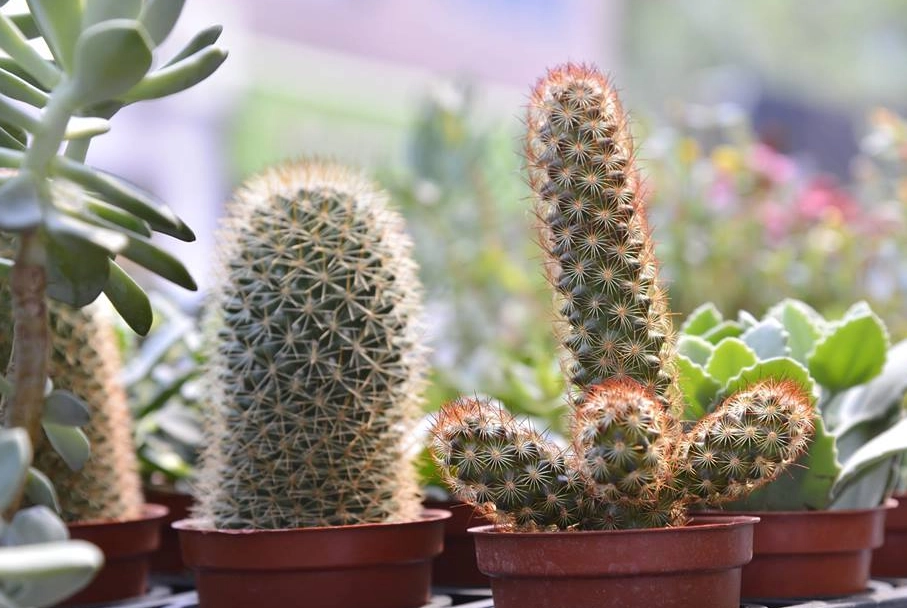 仙人掌曬太陽注意事項 仙人掌曬太陽注意事項