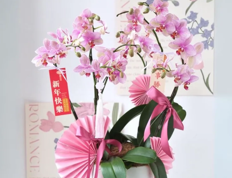 蝴蝶蘭擺設技巧 蝴蝶蘭擺設技巧