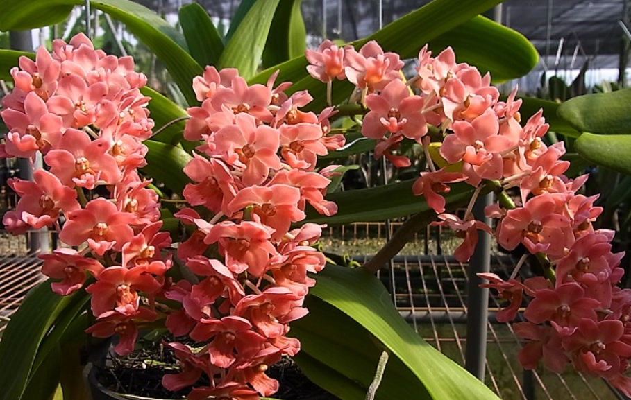 狐狸尾蘭 怎麼養 狐狸尾蘭 怎麼養