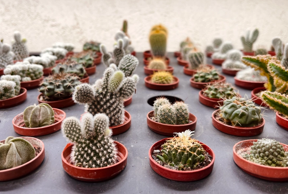 仙人掌 澆水 頻率 仙人掌 澆水 頻率