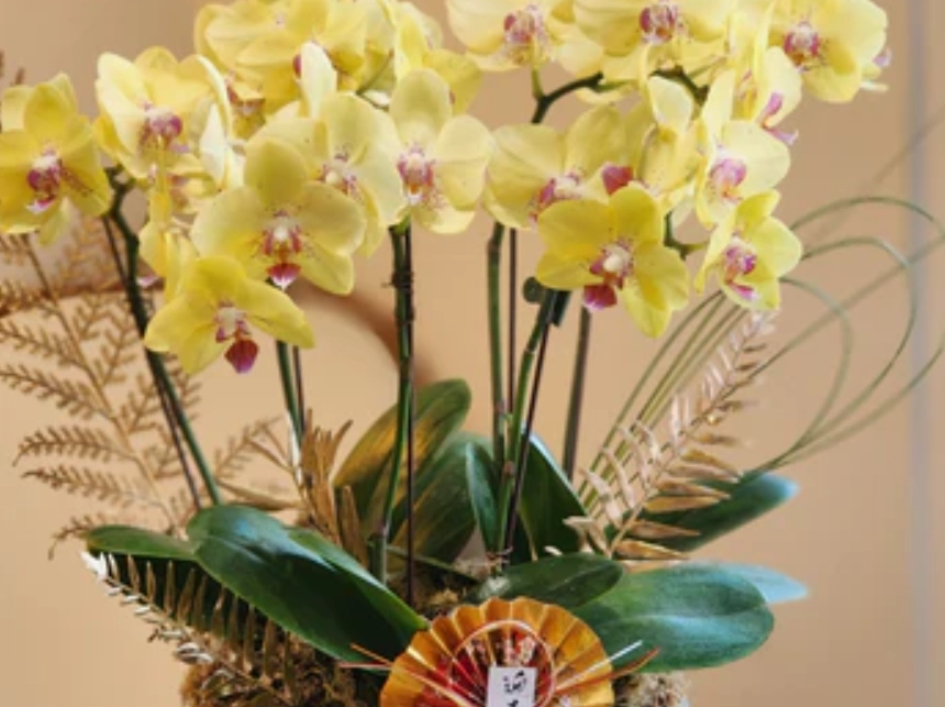 蝴蝶蘭風水擺放 蝴蝶蘭風水擺放