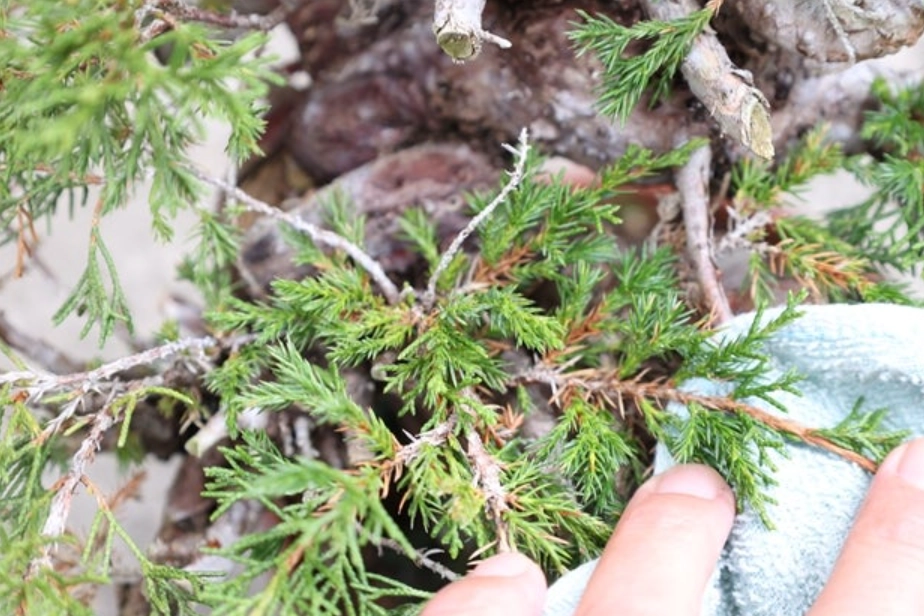 真柏葉子護理 真柏葉子護理