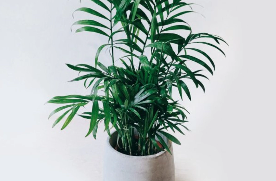 袖珍椰子貓 澆水