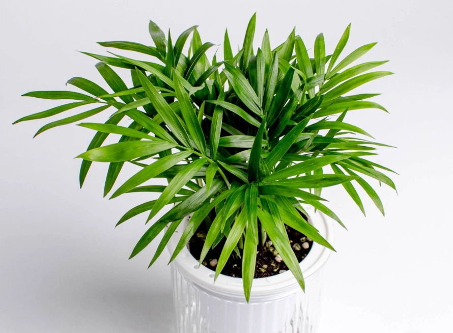 袖珍椰子貓 室內植物