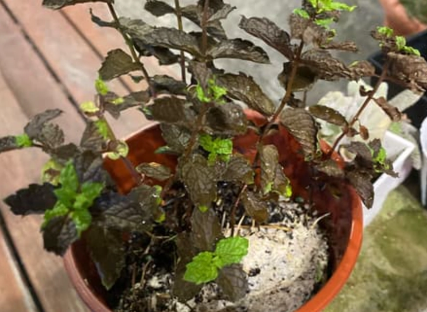 薄荷葉子發黑急救