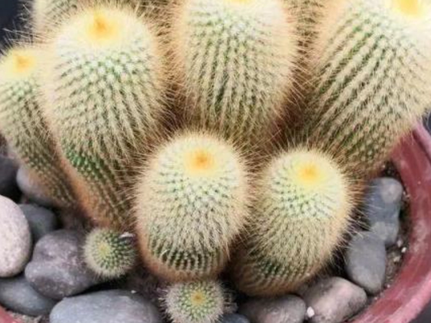 仙人掌曬太陽注意事項 仙人掌曬太陽注意事項