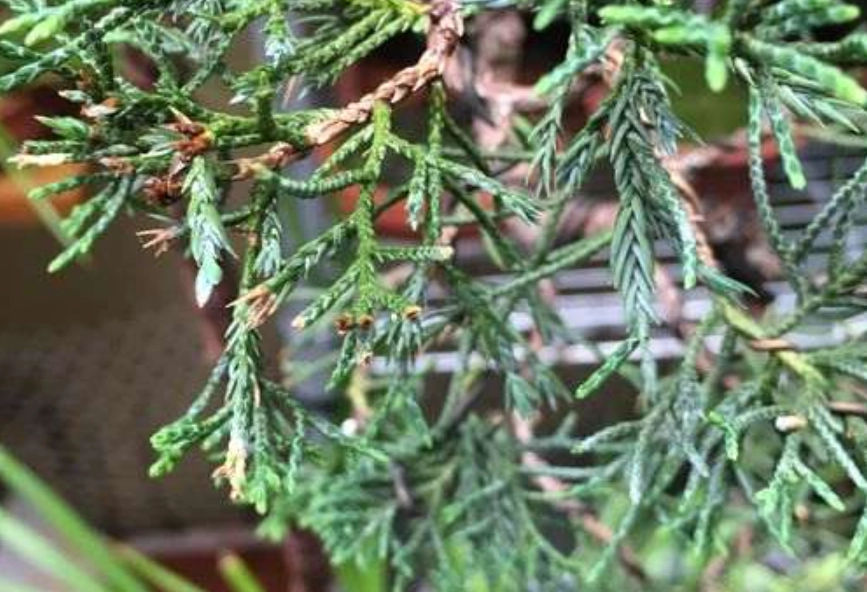 杉葉病害防治 杉葉病害防治