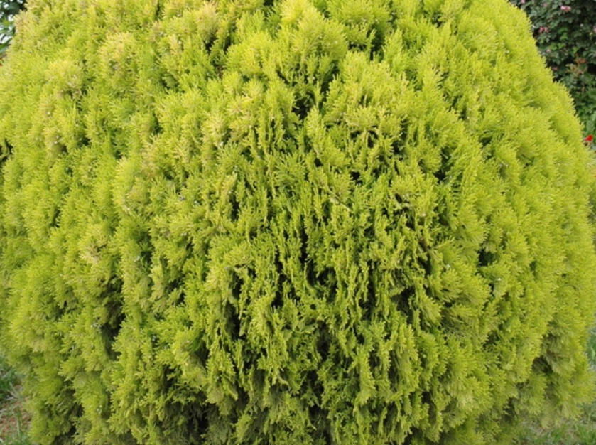 側柏 扁柏 區別