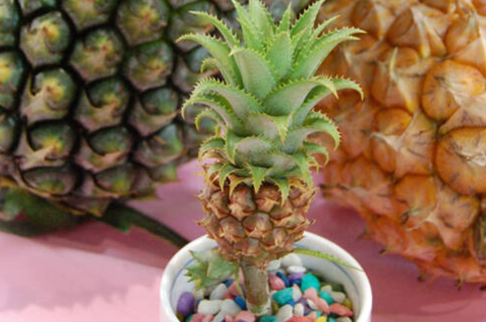 室內植物照顧 室內植物照顧