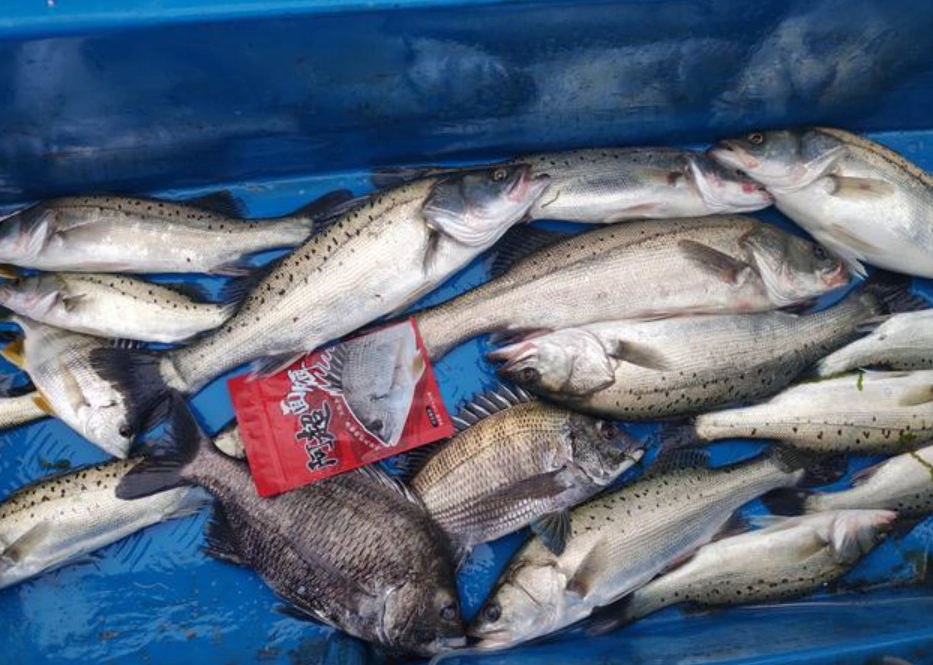 夢見釣魚大豐收 解夢 夢見釣魚大豐收 解夢