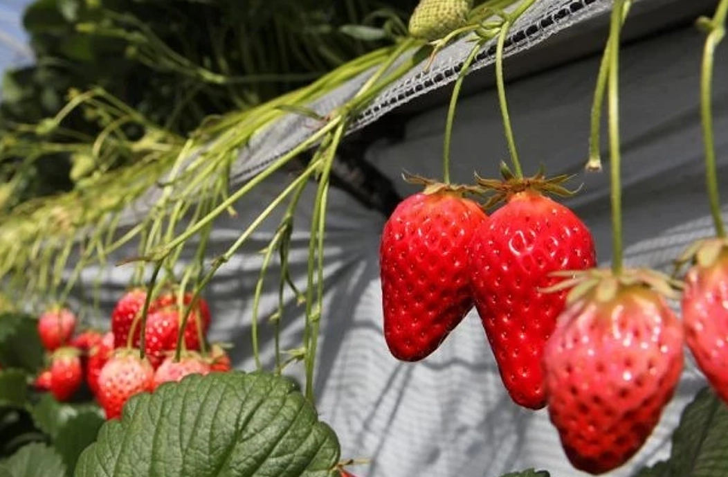大湖草莓季節時間 大湖草莓季節時間