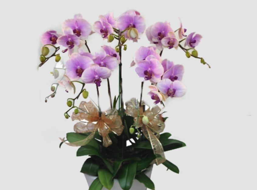 蝴蝶蘭風水擺放 蝴蝶蘭風水擺放