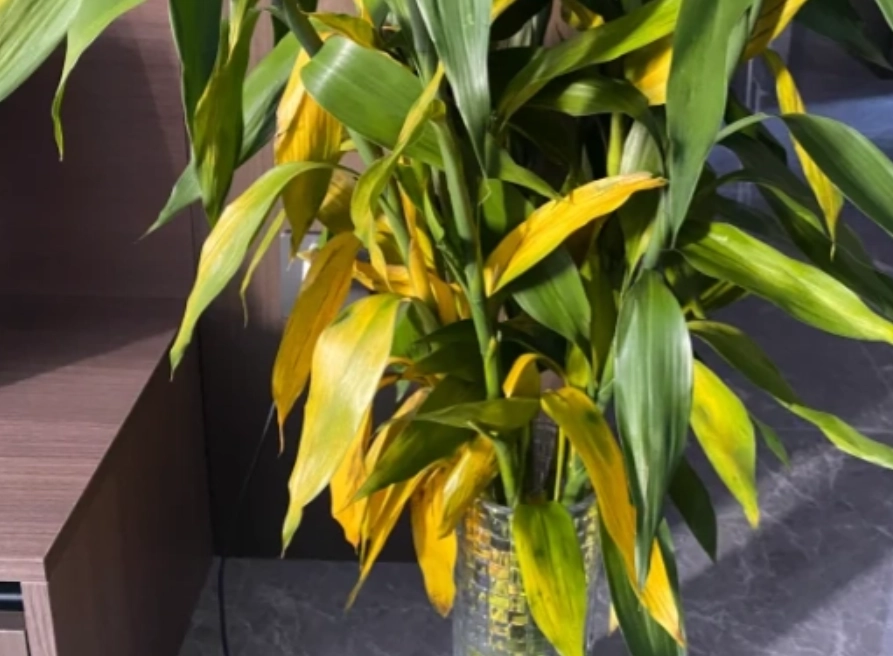 富貴竹養護技巧