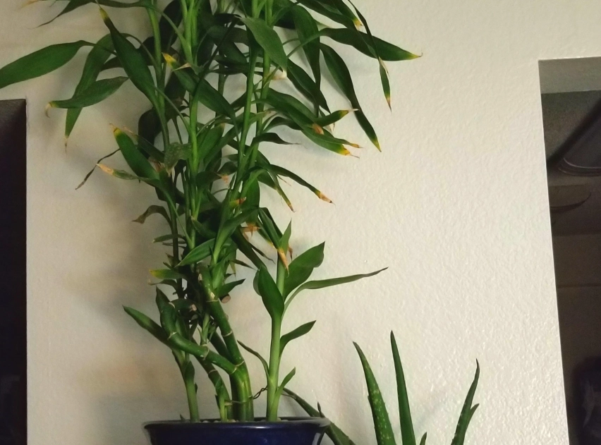 富貴竹長高解決