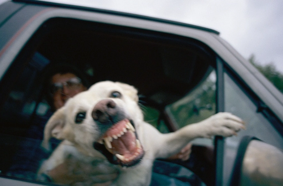 夢到被狗吠意思 夢到被狗吠意思