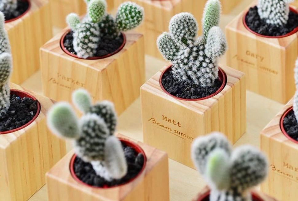 仙人掌光照需求 仙人掌光照需求